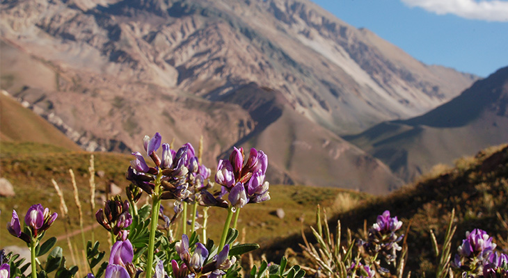 Bloemen Aconcagua