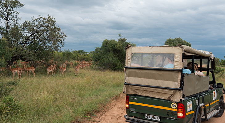 Gamedrive met impala's in Krugerpark