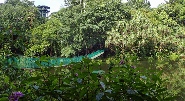 rainforest discovery centre