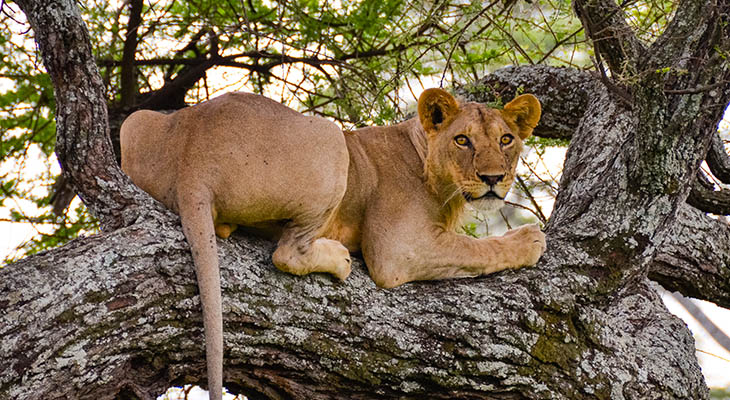 Leeuwin in boom in Tarangire National Park