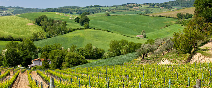 Montepulciano Montepulciano