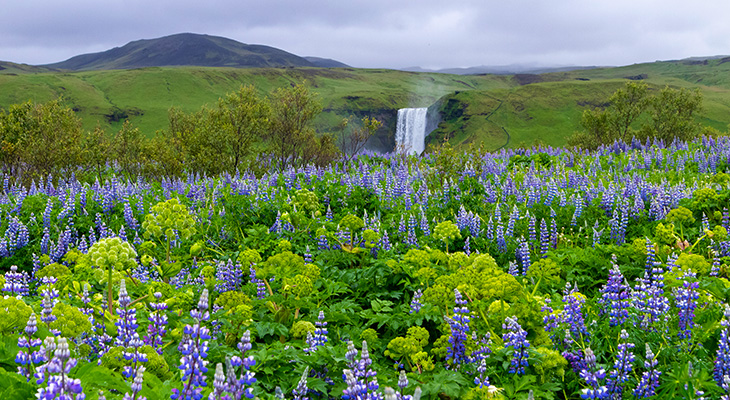 Lupines met Skogafoss