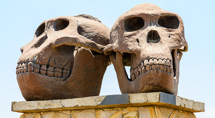 Sculptuur van schedels van Paranthropus (links) en Homo-Habilis (rechts) bij Olduvai Gorge