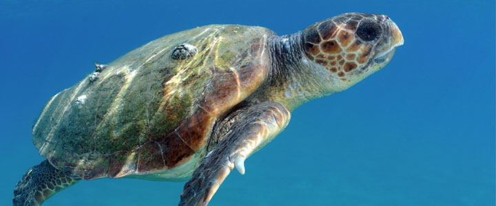 schildpad in de zee bij daylan
