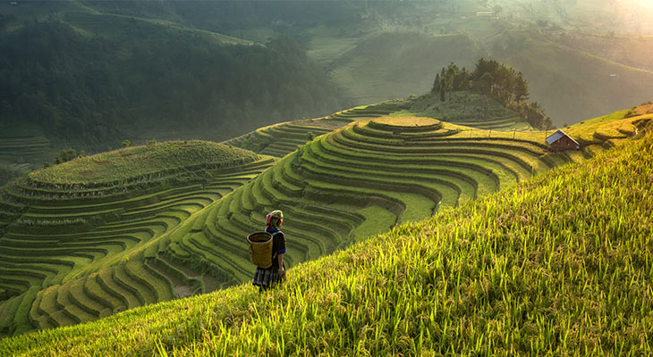 Rijstveld in Thailand