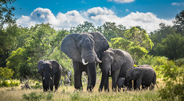 Olifanten in Krugerpark