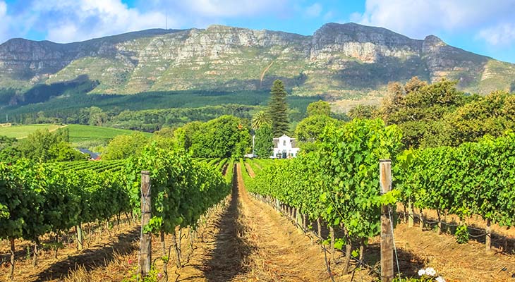 Wijngaarden en bergen in Stellenbosch