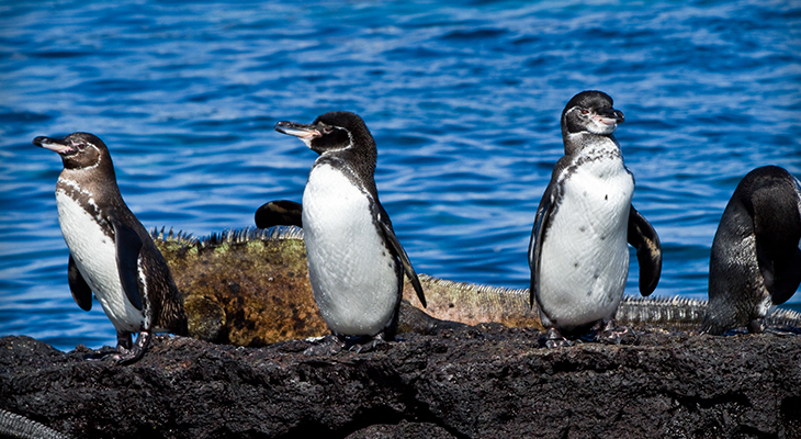 pinguins op de galapagos