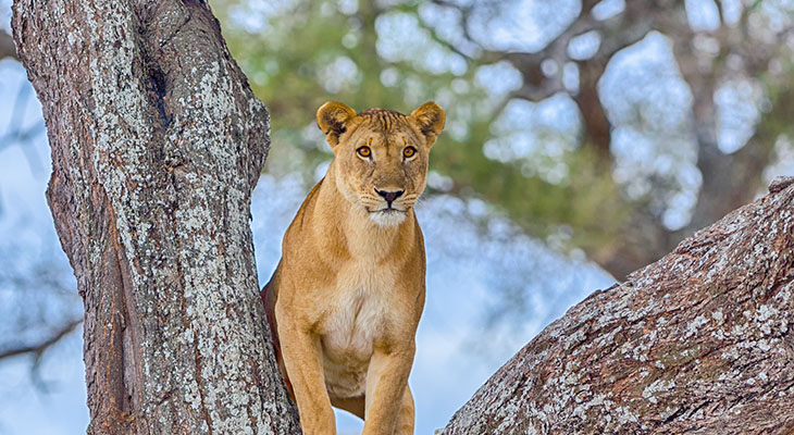 Leeuwin in boom in Tarangire National Park