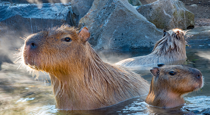 capibara-brazilie 