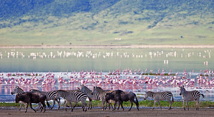 Zebra's en flamingo's bij Ngorongoro Krater