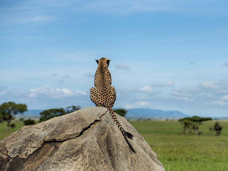 Luipaard in Kenia