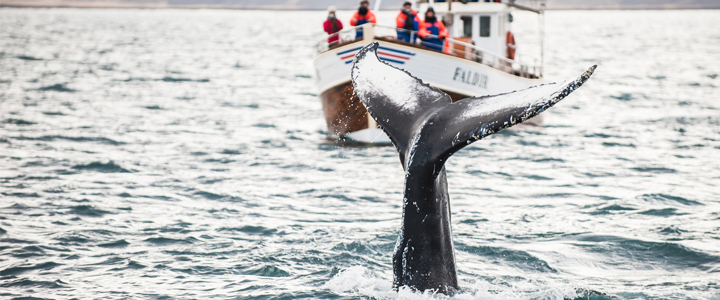 Walvis spotten in IJsland