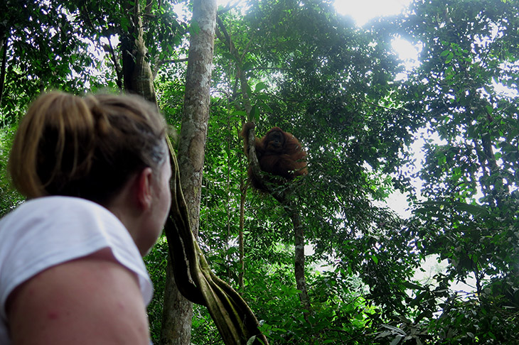 Orang oetang in boom op Sumatra