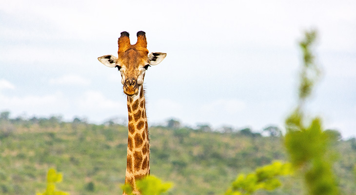 Giraffe in Hluhluwe Umfolozi nationaal park