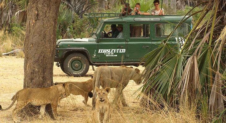 Gamedrive met leeuwen in Selous Game Reserve