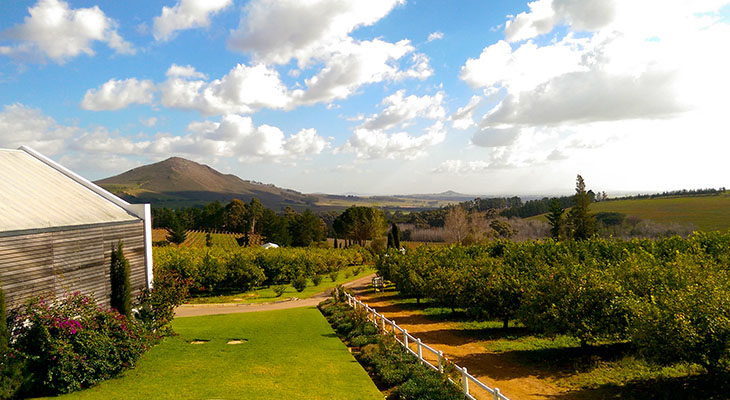 Wijngaard in Stellenbosch