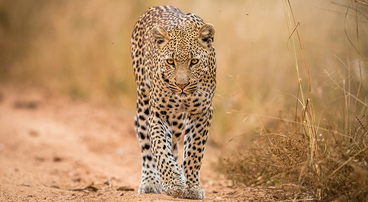 Luipaard in Krugerpark