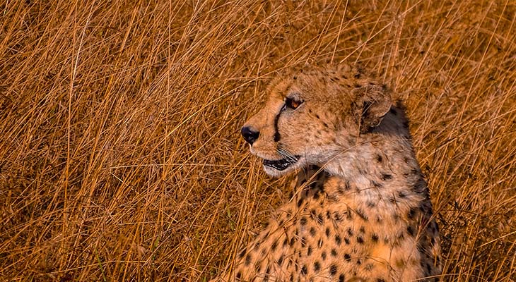 Jachtluipaard in Serengeti National Park