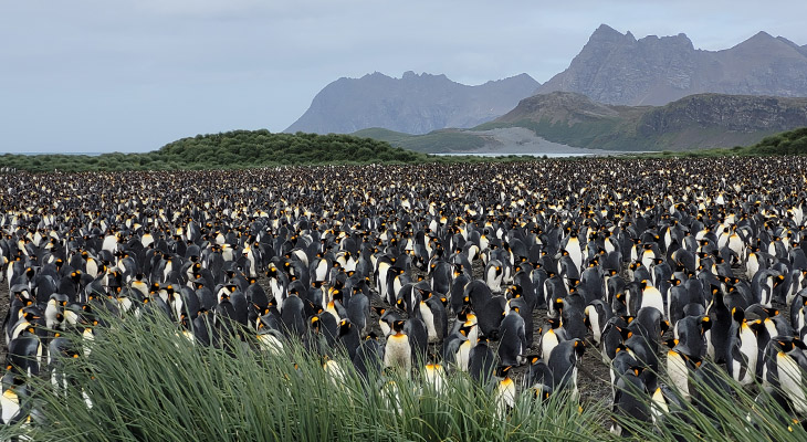 Pinguïns South Georgia