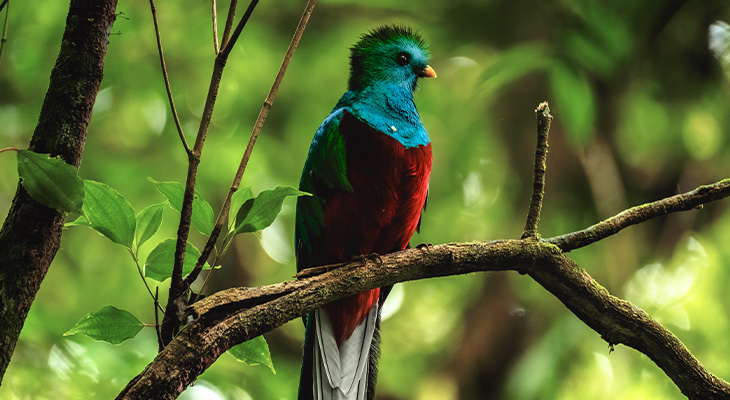 Quetzal Costa Rica