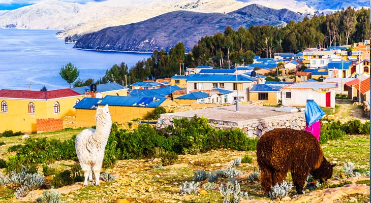 Alpaca's Titicacameer