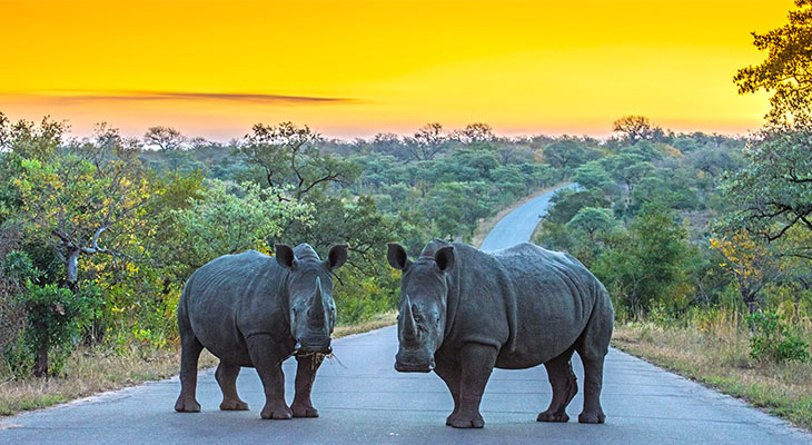 Neushoorns in Krugerpark