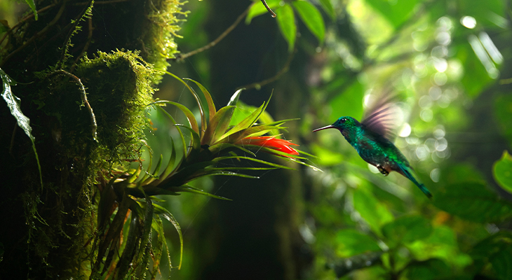 Costa Rica kolibri