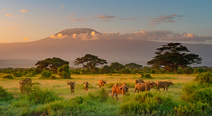 Ochtendgloed bij Kilimanjaro in Amboseli National Park