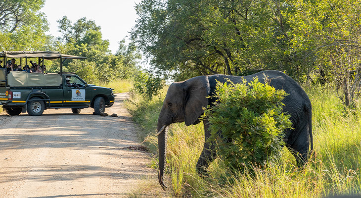 Olifant Zuid-Afrika