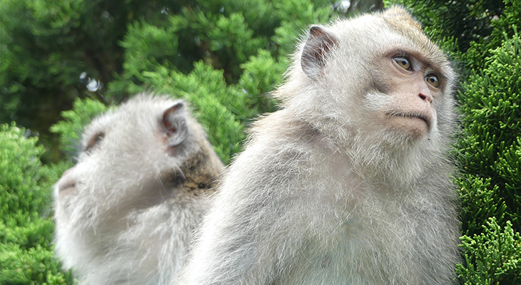 Aap Indonesië