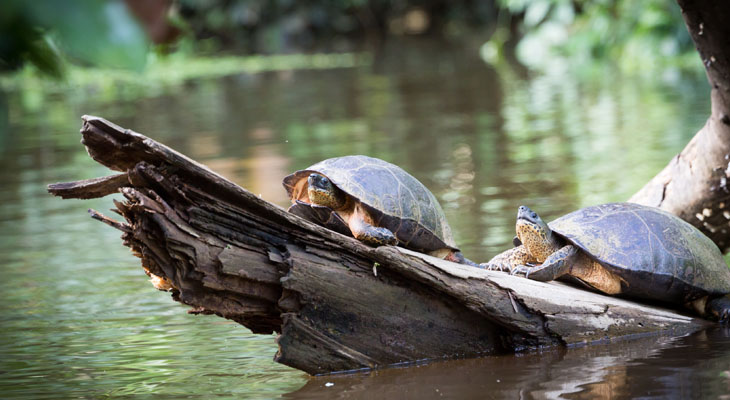 Schildpadden Tortuguero NP