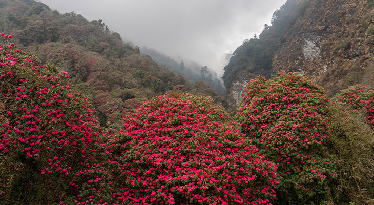 Rhododendron bomen Nepal