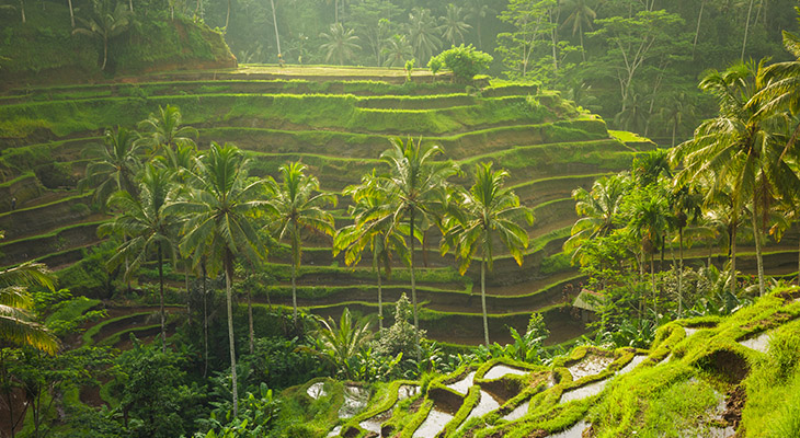 bali-indonesie-rijstvelden