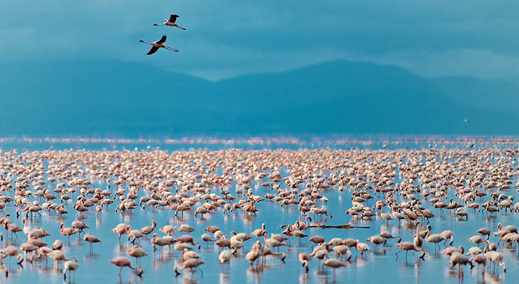 Flamingo's bij Lake Manyara