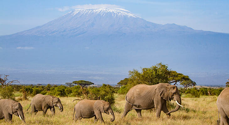 Amboseli Nationaal Park in Kenia