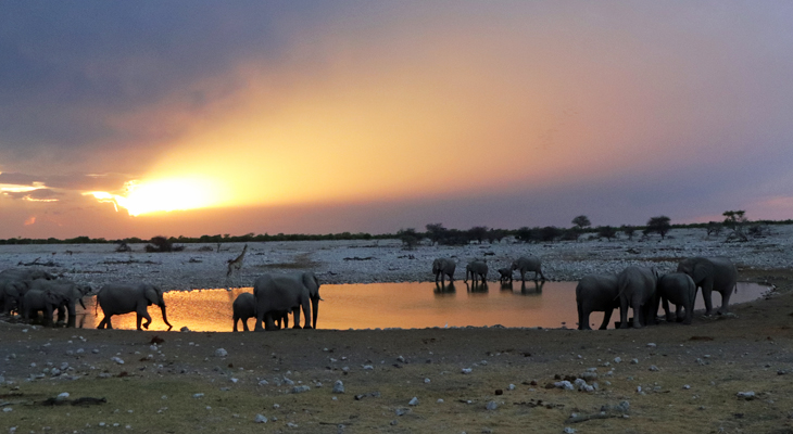kudde olifanten bij drinkplaats bij zonsondergang
