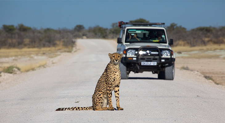 Cheetah in het Ethosha national park, Namibië