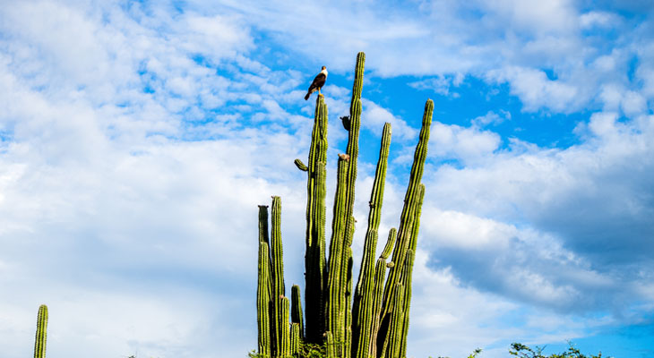Cactus Tatacao woestijn