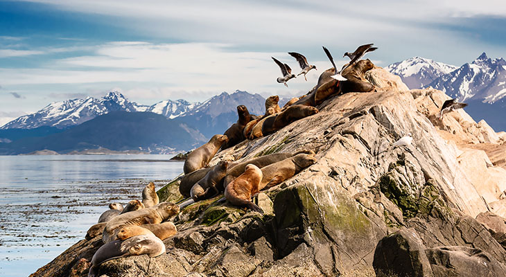 Zeeleeuwen en albatrossen dichtbij Ushuaia