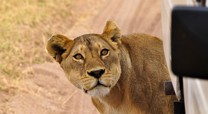 leeuw in afrika