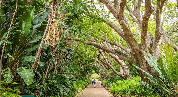 Kirstenbosch