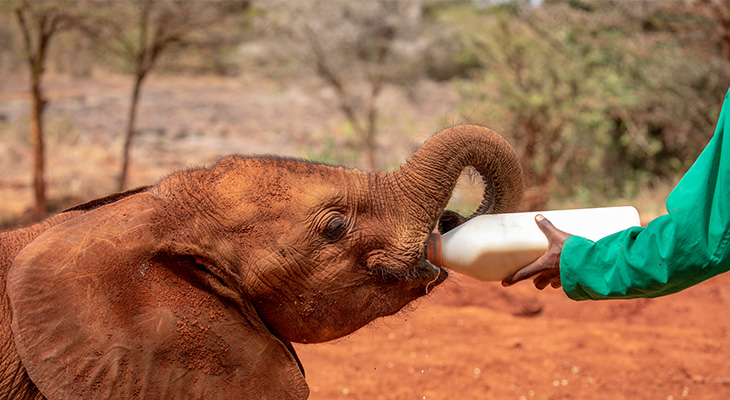 Baby olifant bij Sheldrick Wildlife Trust