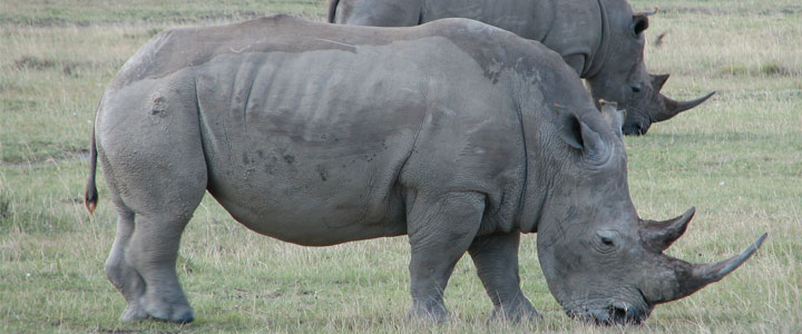 Neushoorn Neushoorn