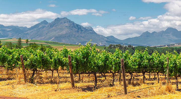 Wijngaarden van Franschhoek