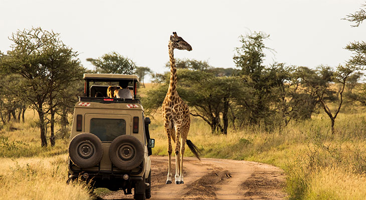 Safaridag met giraffe in Serengeti National Park