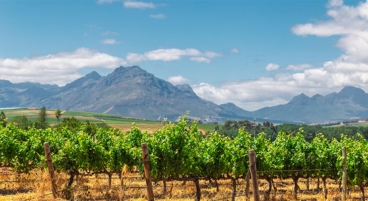 Wijngaarden van Stellenbosch