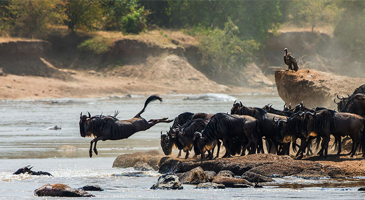 Overstekende gnoes bij de Mara rivier in de Mara Triangle