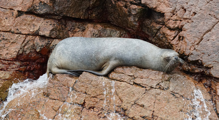 Islas Ballestas