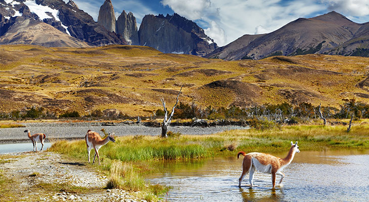 Guanaco in het Nationaal Park Torres de Paine